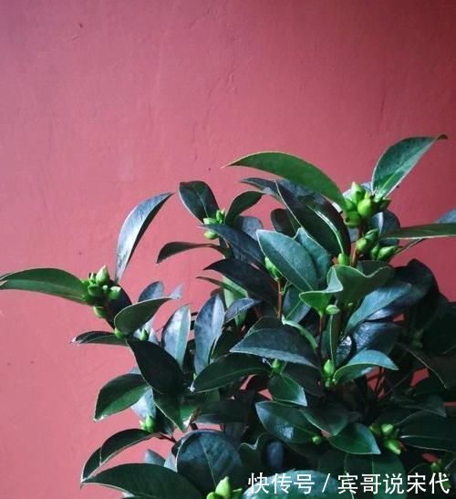 死亡|茶花养不好，死亡，掉叶，黄叶，问题出在土，1种粉末就能解决