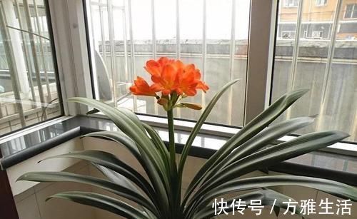 长寿|花盆太深真要命,长寿君子兰养1盆死1盆,赶紧换!