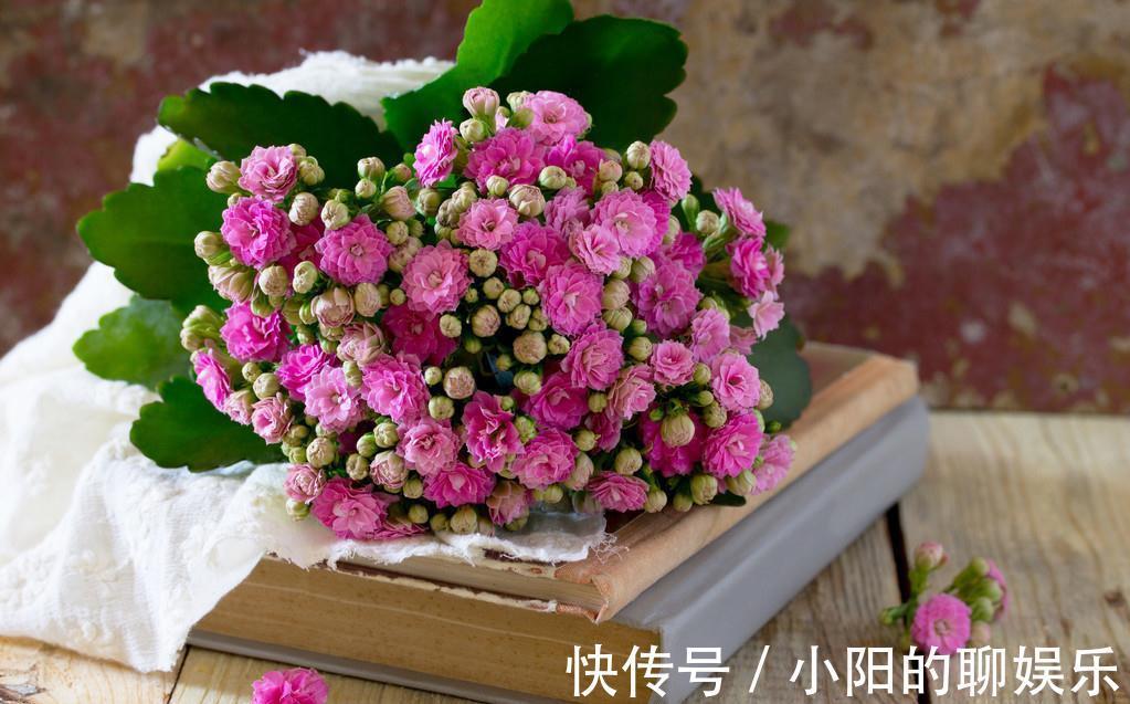 长寿花的种植技巧,学会就能让阳台变花园