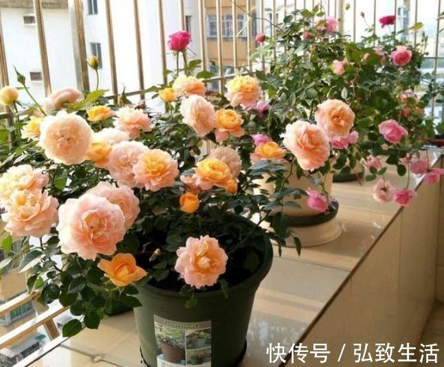 4款艳美的花卉,花大色艳花期长,看了就让人沉醉,年年开花不断