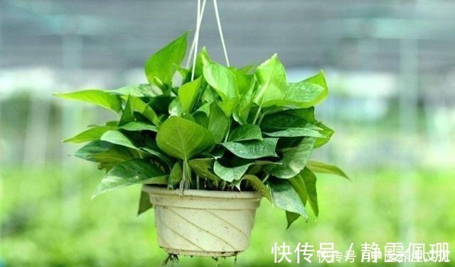 叶子绿油油|这几种花是酒鬼，浇水兑点啤酒水，叶子绿油油！