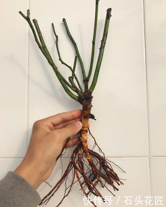 关键点|冬天买“便宜”裸根月季,经济又划算,栽种掌握“3个关键点”