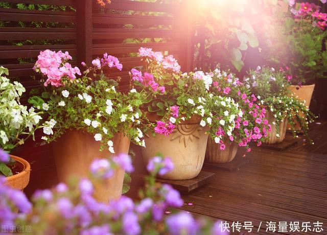 养花也该适时断舍离,如果您家阳台上也有这些,不妨清理一下