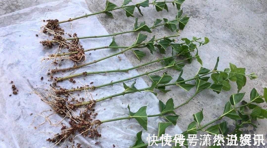 虎皮兰|春天,这八种花剪个枝插土里就活,养养就开花,错过就要等明年了