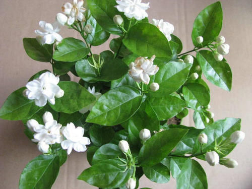 3种花，现在掐根枝条插土里，生根快，一盆变多盆