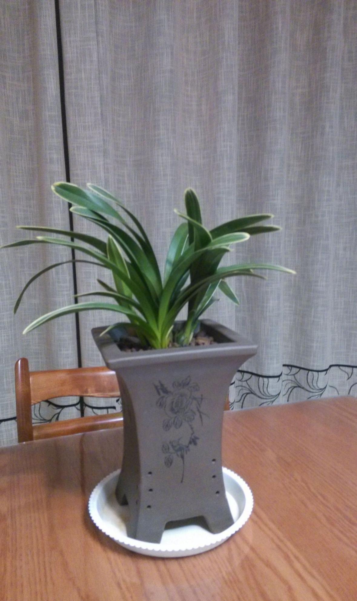 哪些资源能被制作成养花“神器”?这4类全可以