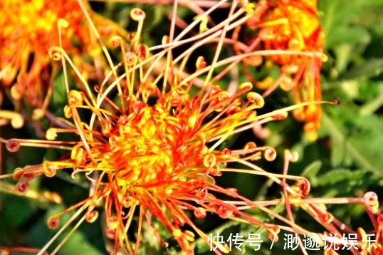 喜欢菊花,不如养盆“菊中珍品”秋水红霞,色彩缤纷,好似晚霞