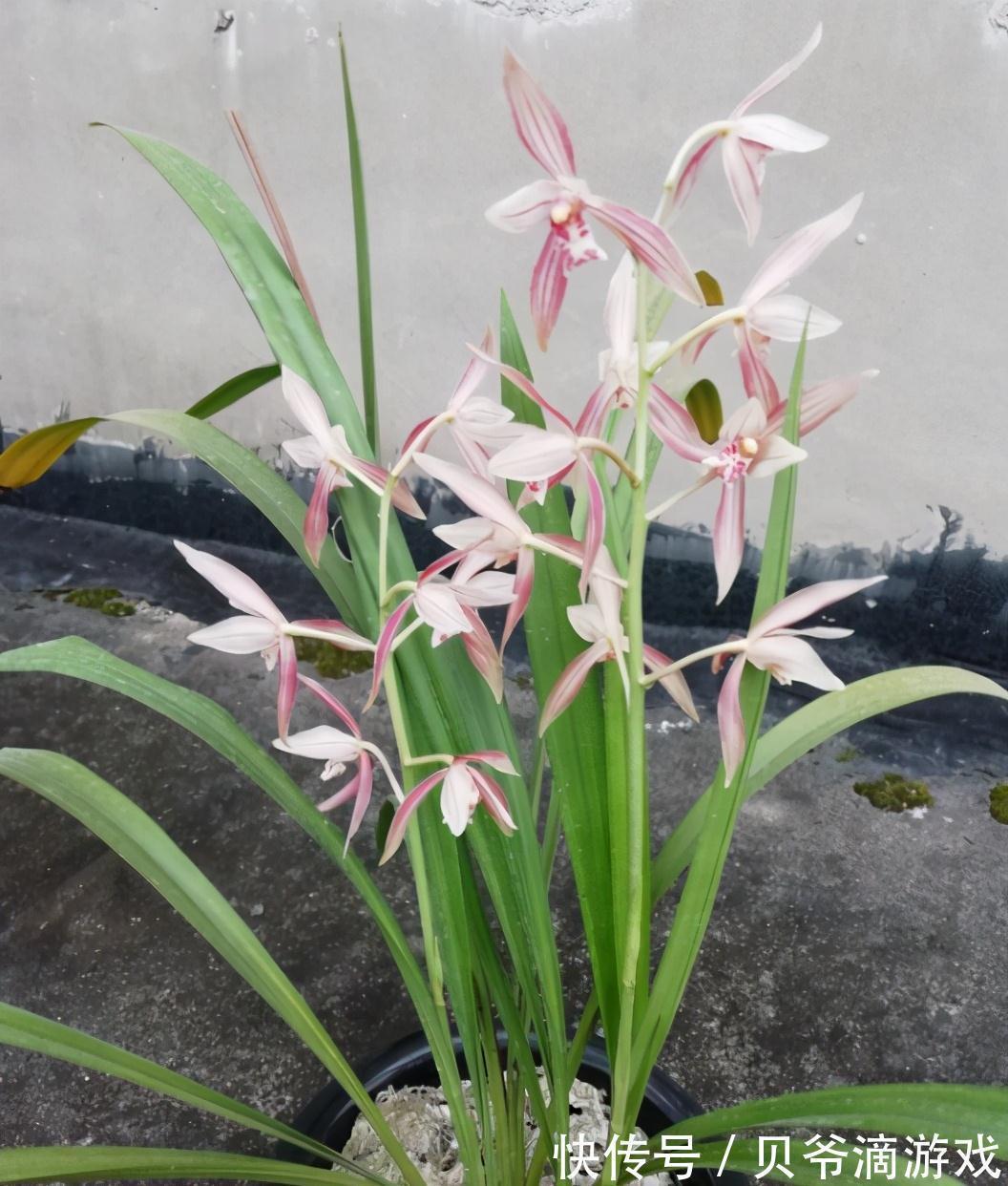 大全|最全兰花养护大全,做到这3点,兰花年年都开花