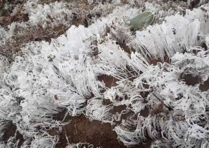 雾凇|今天杭州这里，下雪了！！！！