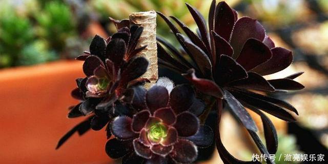 浇水|多肉不能随便养,挑这3个品种,三五年成老桩,价值涨了不少