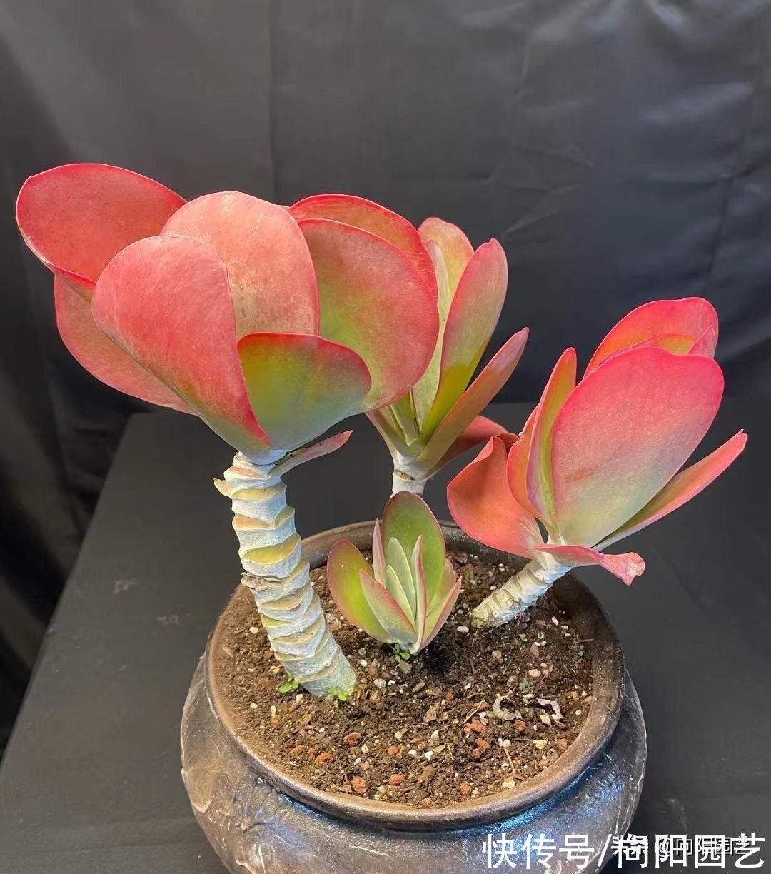 多肉唐印，放在室外冻一冻，叶子更大，更透红，不信你就试试