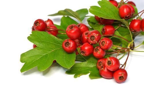 山楂|老中医：不论男女每天一杯这个茶，通血管预防“三高”，赶紧收好