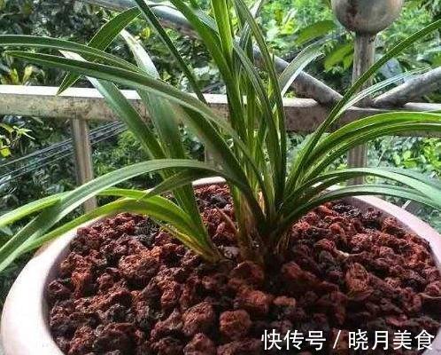 养花土不会消毒,教你3招常用土壤消毒小技巧,快试试吧