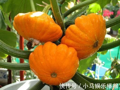 好吃|1种“观果”盆栽,人称“碟瓜”,能吃能赏,漂亮好吃又营养