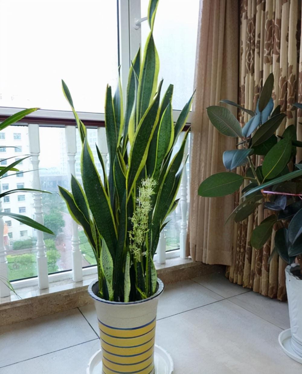 虎皮兰|公认的“五种健康花”,建议至少养一盆,又美又实用