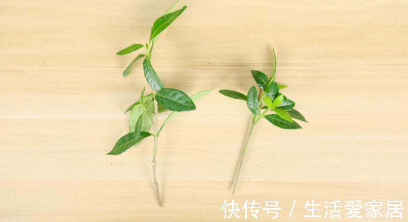 养花该怎么减少花销？扦插育苗，年年都能省下不少钱