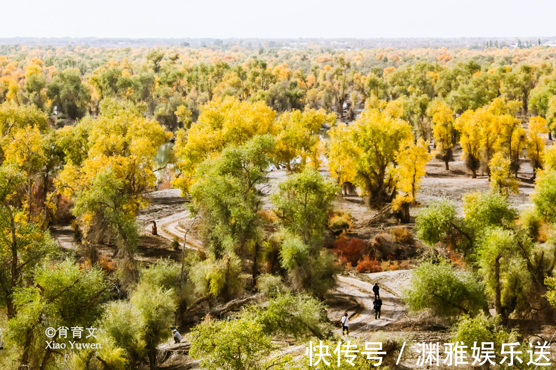 小火车|新疆胡杨最美的季节即将到来，坐上景区的小火车，仿佛穿越了时空