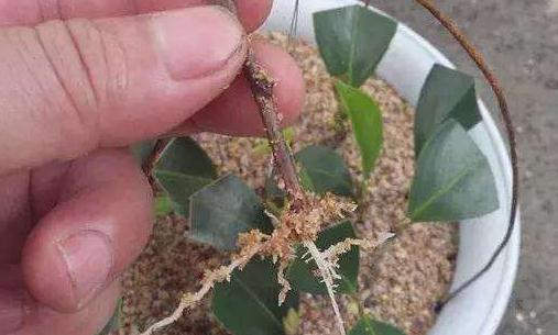 家里养3种花,剪个枝插盆里,生根快易成活,来年疯长不停