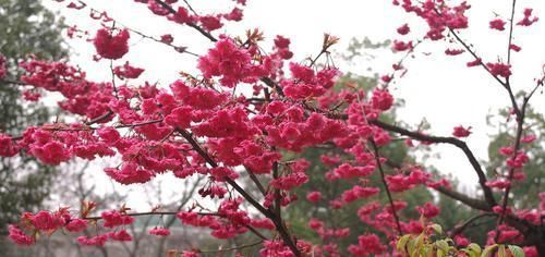 有个小院子,定要养棵耐寒花,一到冬天就开花,人人见了都夸美!