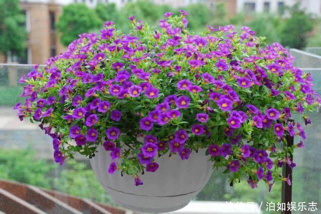美女|5种懒人花卉，耐旱耐晒，越不管长得越好，盆栽轻松长爆盆！