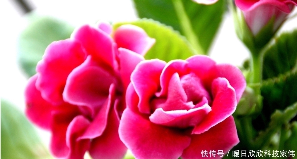 阿慧|花生壳、松针土作用都不如“它”，捡一点扔盆里，养啥都“爆盆”