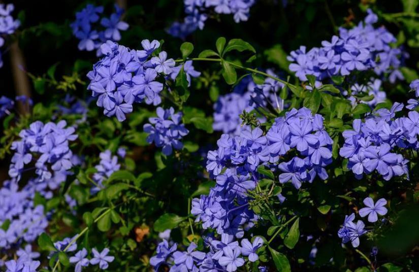 修剪|12月养蓝雪花,不能丢一边不管,几件事早点做,来年早开花