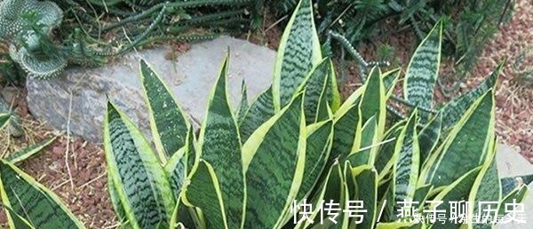 这3种“金边植物”，有钱人必养！往客厅一摆，难怪越来越富有！