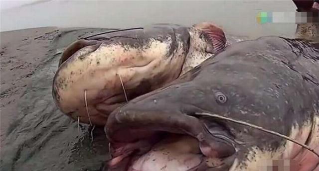 大鲶鱼|男子钓上百斤大鱼,竟还是“一对”,接下来一幕,男子却把它放生