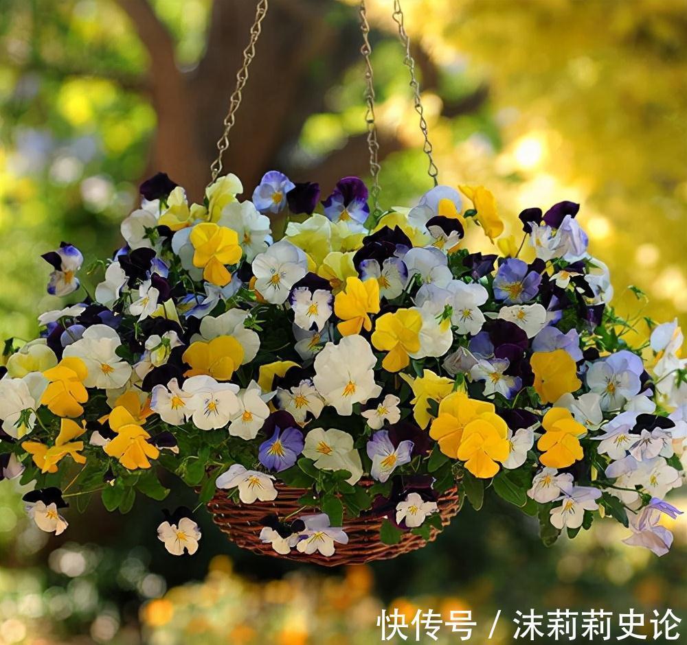 雨雪天冻不死的8种花,越冷越开花,冬天养一盆,喜庆又漂亮