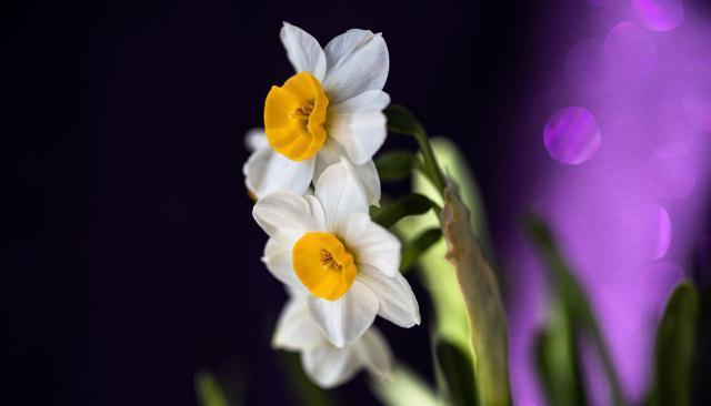 养这7种花,预算够就买好的,预算不够干脆别买