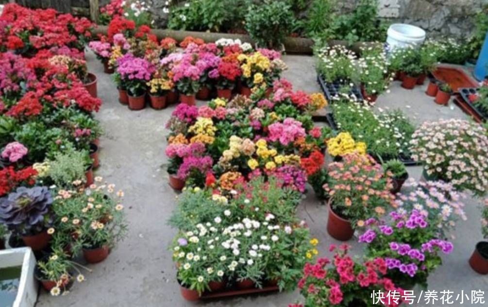 新枝|长寿花长得又瘦又小，秋天给它做好4件事，植株长势旺，孕蕾多