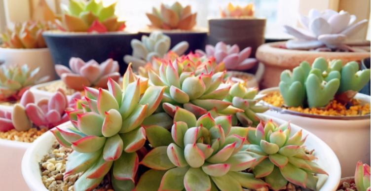 养多肉没掌握住这些技巧,状态会越来越差,新人切记