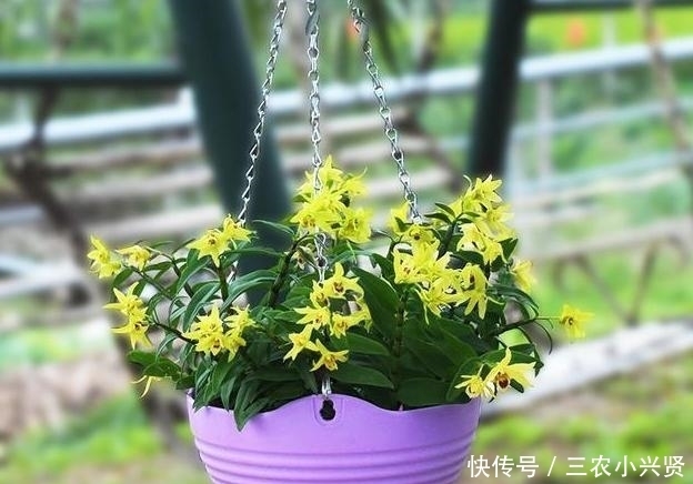 净化空气|家里养花不要瞎眼!这6种花旺财又养人,有2种花是大忌!