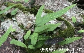 鸡爪|形状酷似“鸡爪”,繁星点点,可遇不可求