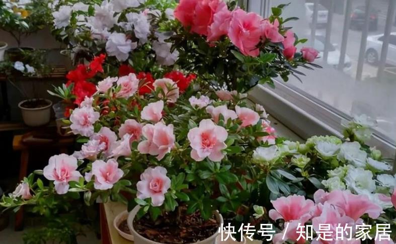 羊粪|有1种农家肥,含氮多,适合养花,腐熟后盆栽啥植物都用得上