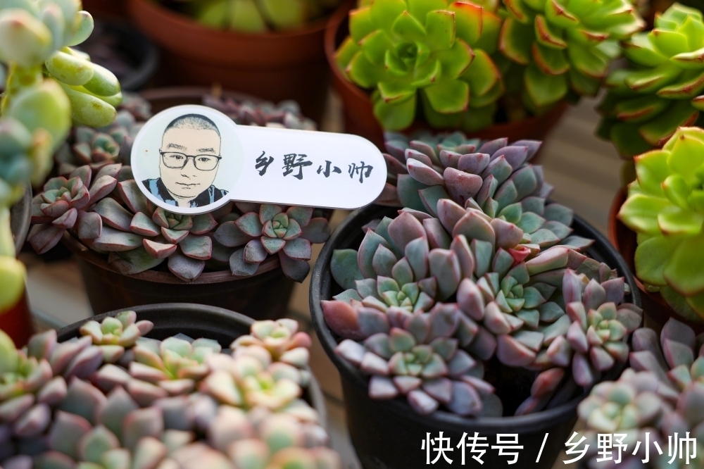 春萌缀、蓝宝石,两种特别可爱的多肉,这么养状态更好