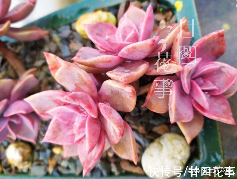 廿六|新手养多肉，常犯5个误区，不是多肉不好养，是你不会养