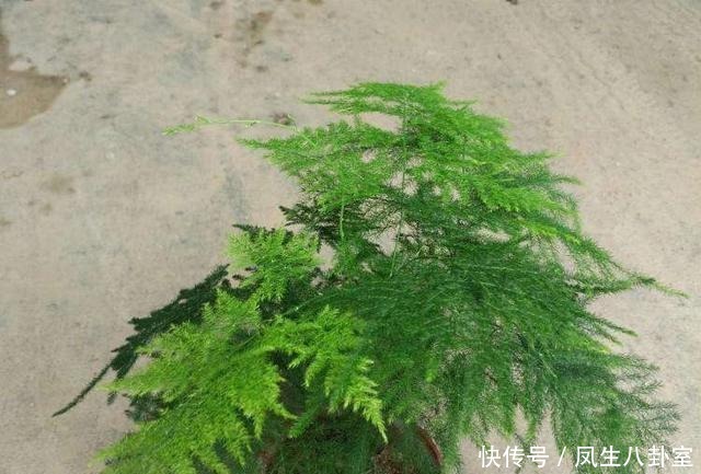 绿油油|文竹黄叶枯萎怎么办?注意这4点,快速恢复绿油油