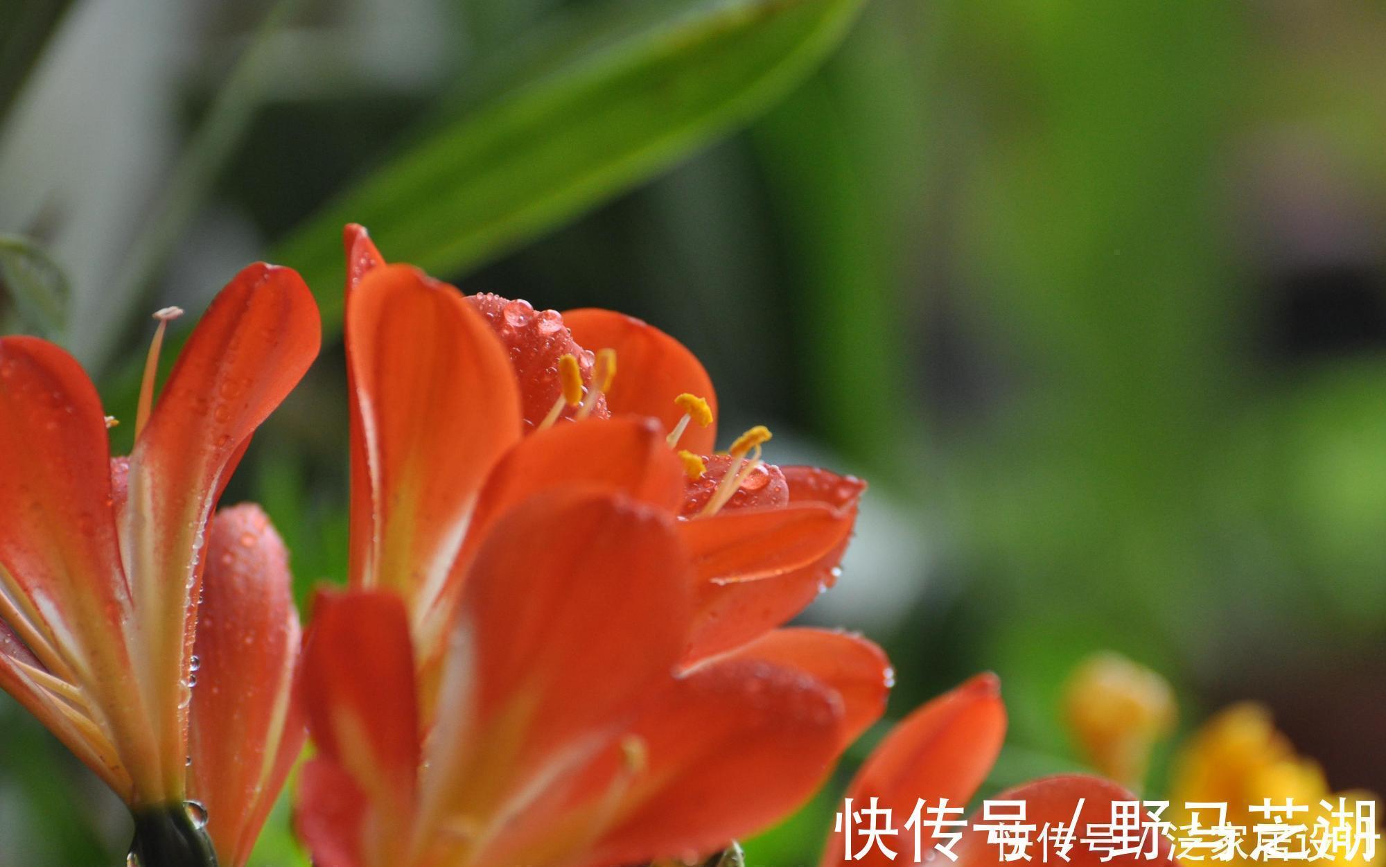 养分|君子兰养护小技巧,土里埋上它,叶片肥又亮