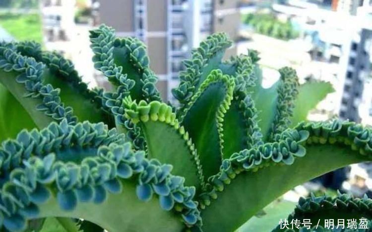 家里一定养的5种花,花开媲美玫瑰,花朵姿态万千,美