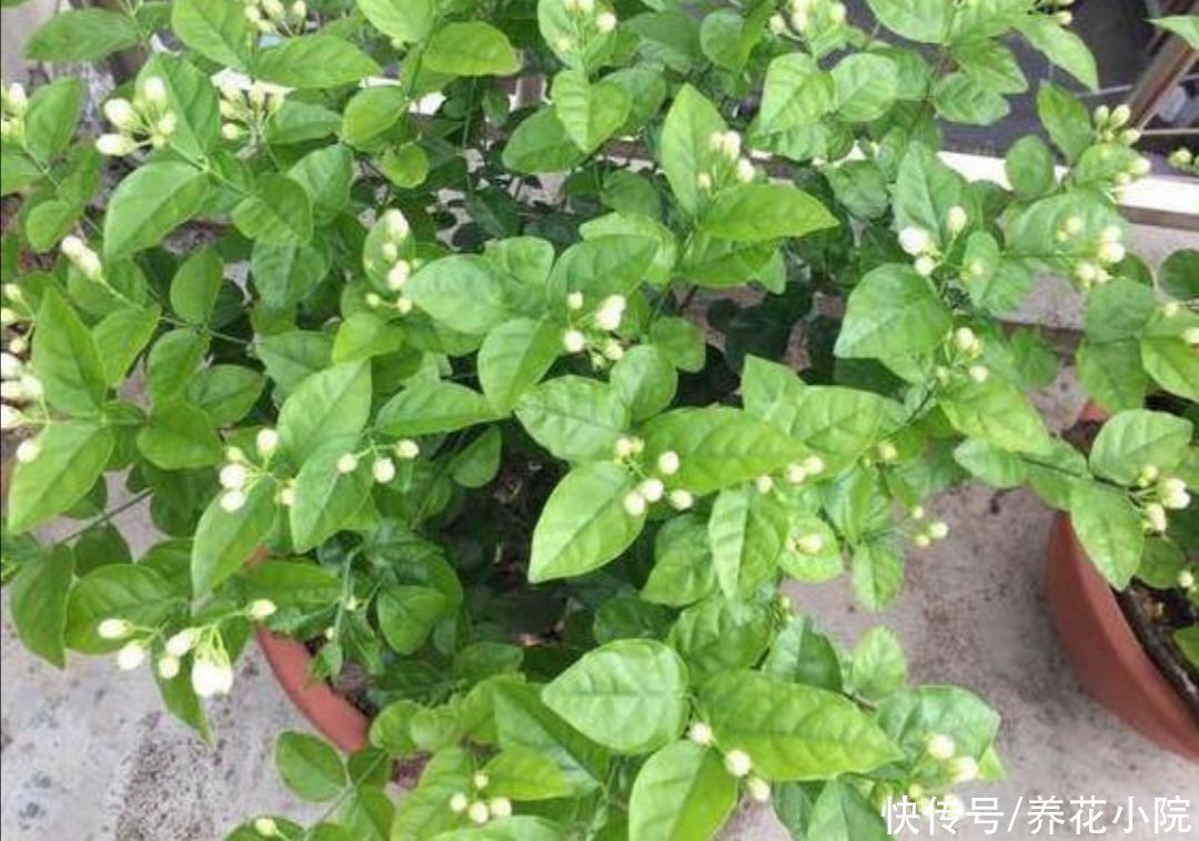 3种喜酸性的花，容易出现黄叶子，要勤浇“酸水”