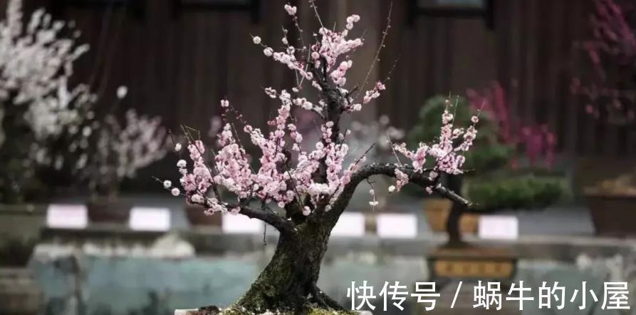 植物|都说养花该多修剪,但这3种植物,夏季剪多了反而不开花