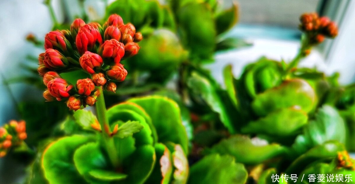  花农|长寿花叶子边缘枯萎的原因是什么，花农说出4点，需要引起注意