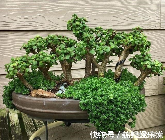 盆景树|2种花“不值钱”,花匠教3招,几年养成“盆景树”,1盆上千元!