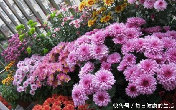 家有小阳台,就养“4种花”,春夏秋冬轮着开,365天都赏花!