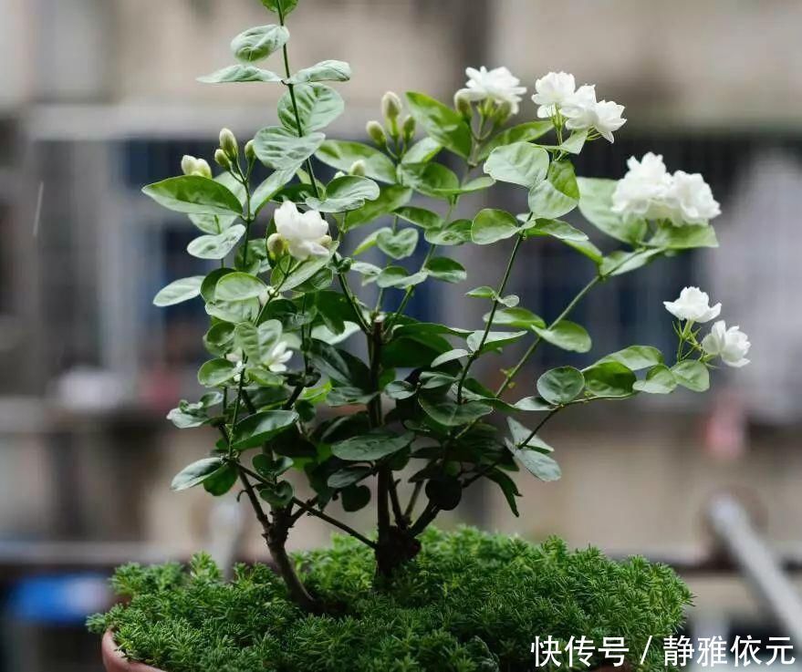 天热了4种花要“剪一剪”,剪1刀,花朵狂冒,花期延长2个月