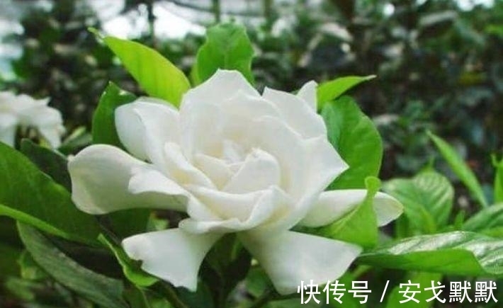 家里必养“4种花”,好养又漂亮,年年开花不断,美翻天!