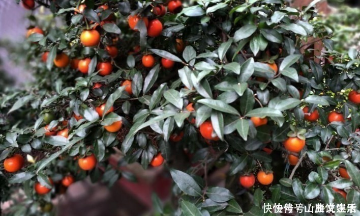 树桩|这种植物的果子挂枝头很像灯笼，是观果盆景的上好品种，你喜欢吗