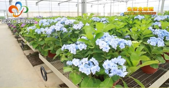 无尽夏|想在自家养好绣球花 教你两招 花苞多开成花球