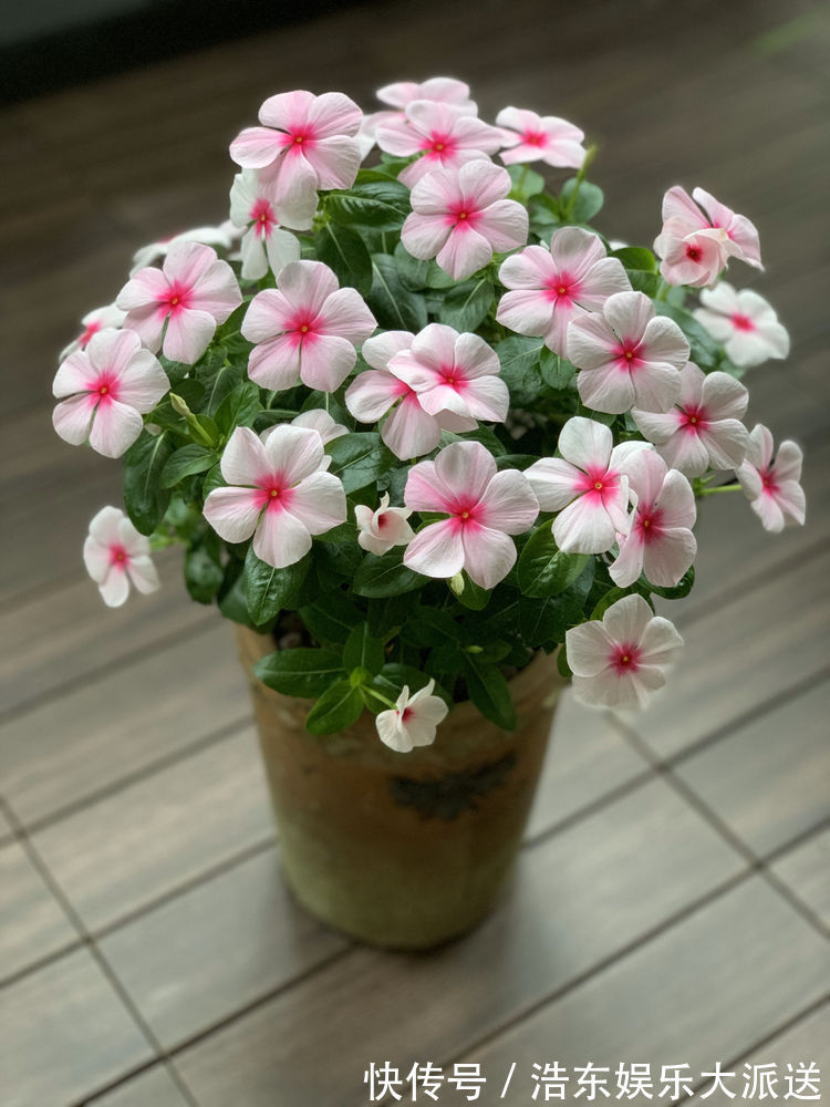 非洲|“牡丹名品”岛大臣,花色红颜,花枝招展,堪称养花必备